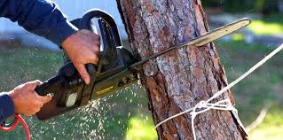 Best Pest Control for Lawns  in Russell, KY