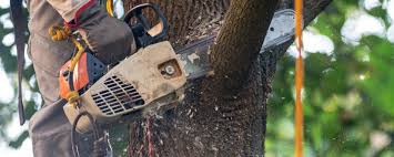  Russell, KY Tree Services Pros