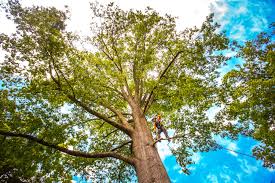 Best Arborist Consultation Services  in Russell, KY
