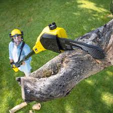 Best Lawn Renovation and Restoration  in Russell, KY