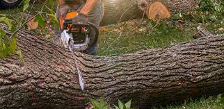 Professional Tree Services in Russell, KY