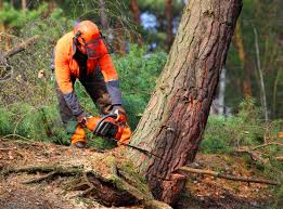 Best Root Management and Removal  in Russell, KY