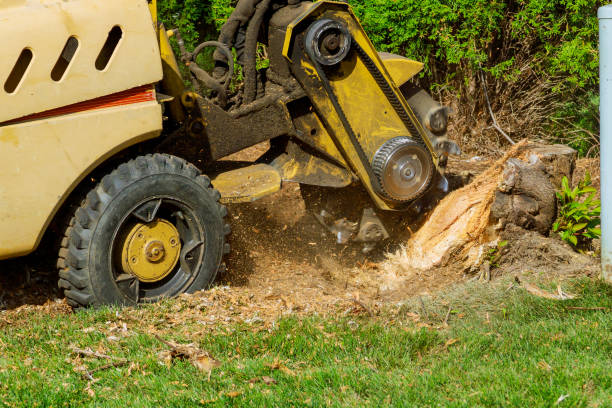 Best Leaf Removal  in Russell, KY