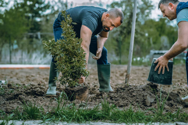 Best Arborist Consultation Services  in Russell, KY
