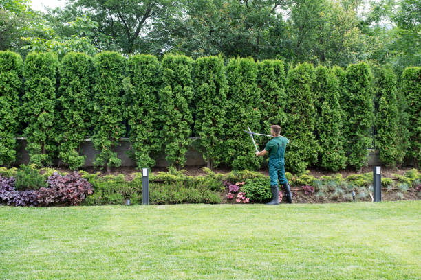 Best Leaf Removal  in Russell, KY