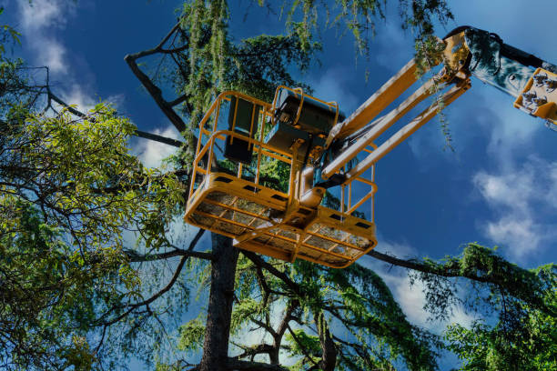 Best Tree Trimming and Pruning  in Russell, KY