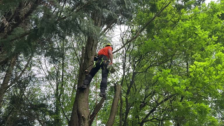 Best Tree Removal  in Russell, KY