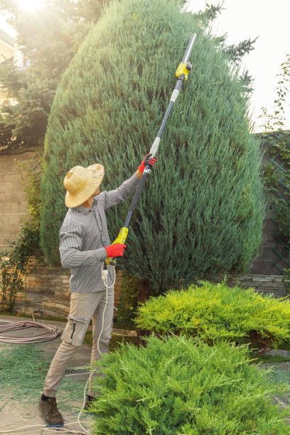 Best Sod Installation  in Russell, KY