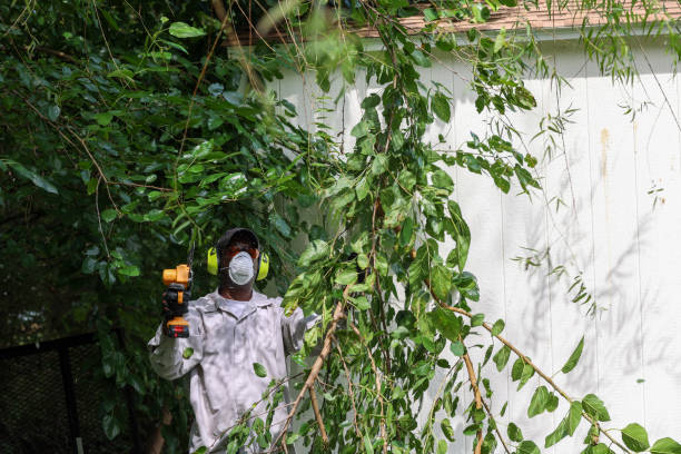 Best Tree Risk Assessment  in Russell, KY