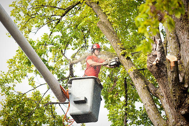 Best Hedge Trimming  in Russell, KY