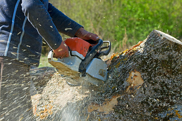 How Our Tree Care Process Works  in  Russell, KY