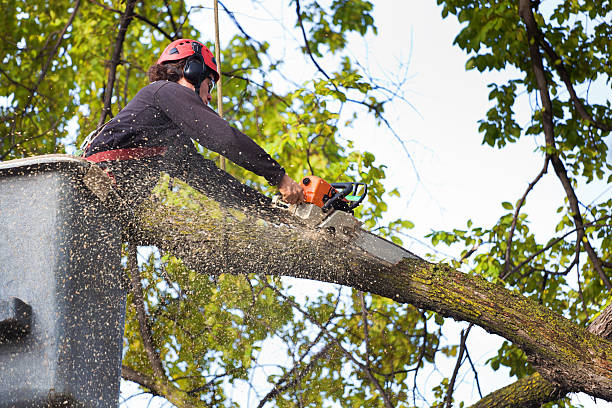 How Our Tree Care Process Works  in  Russell, KY