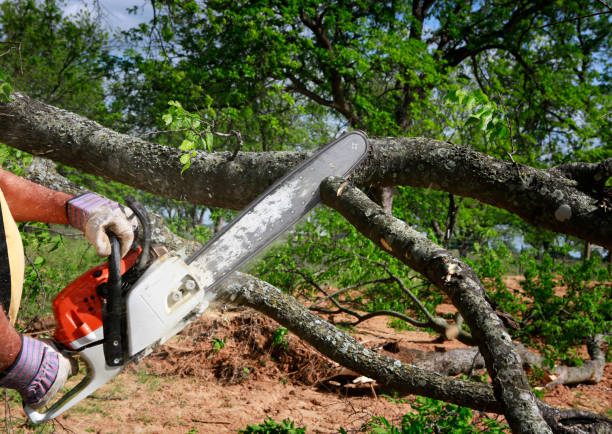 Best Tree Cabling and Bracing  in Russell, KY