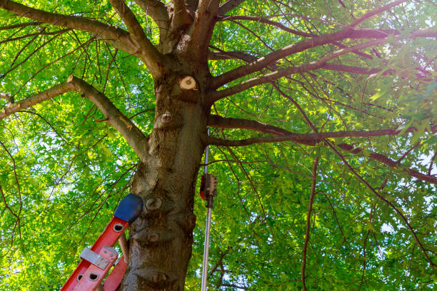 Best Tree Cabling and Bracing  in Russell, KY